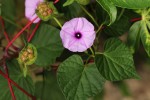 Ipomoea involucrata