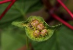 Ipomoea involucrata