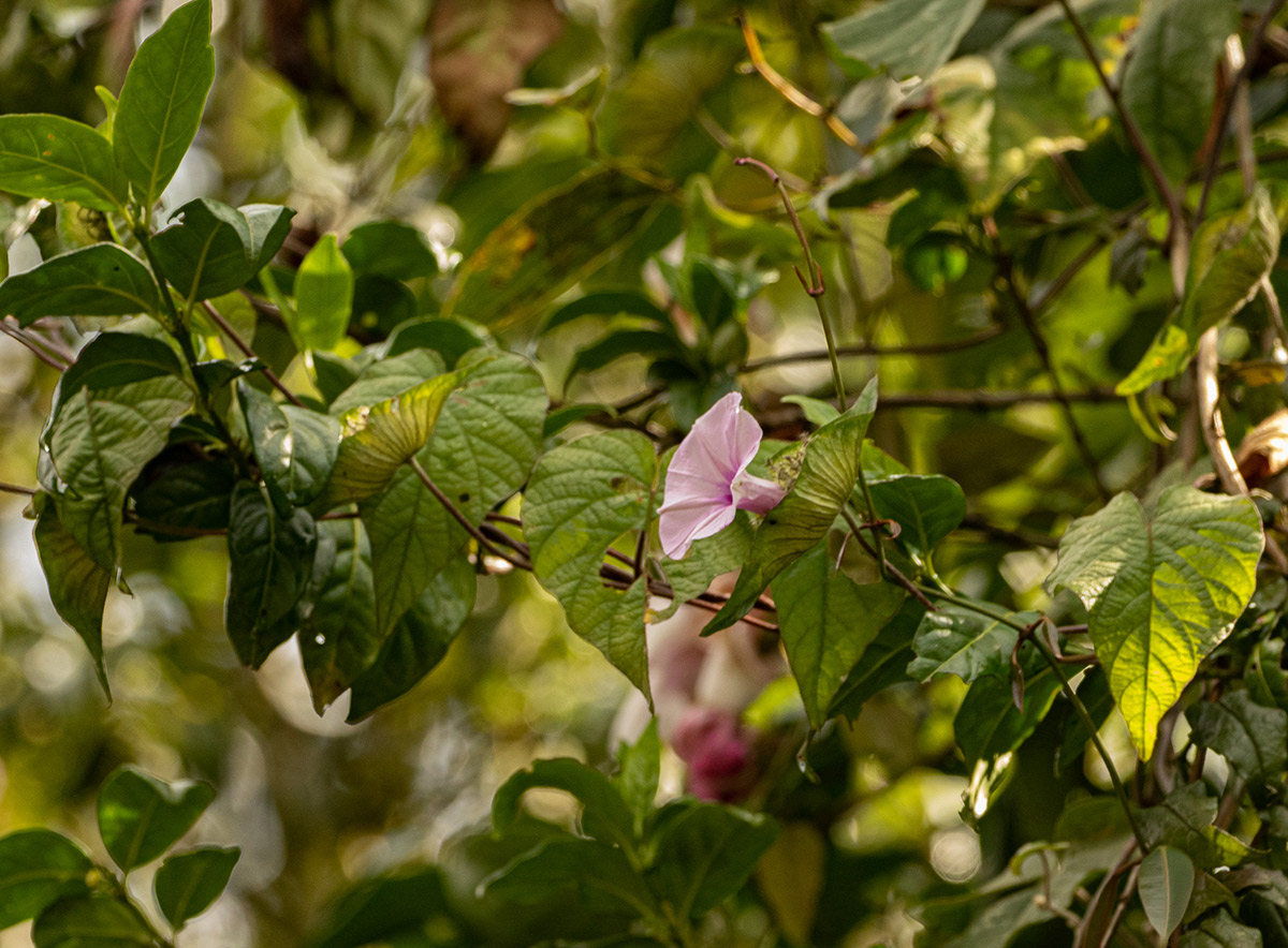 Ipomoea involucrata