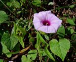 Ipomoea involucrata