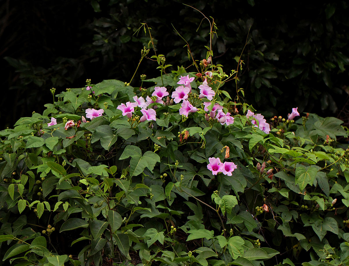 Ipomoea mauritiana