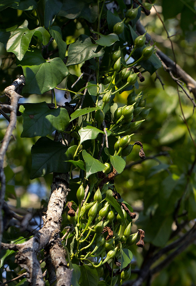 Ipomoea shupangensis