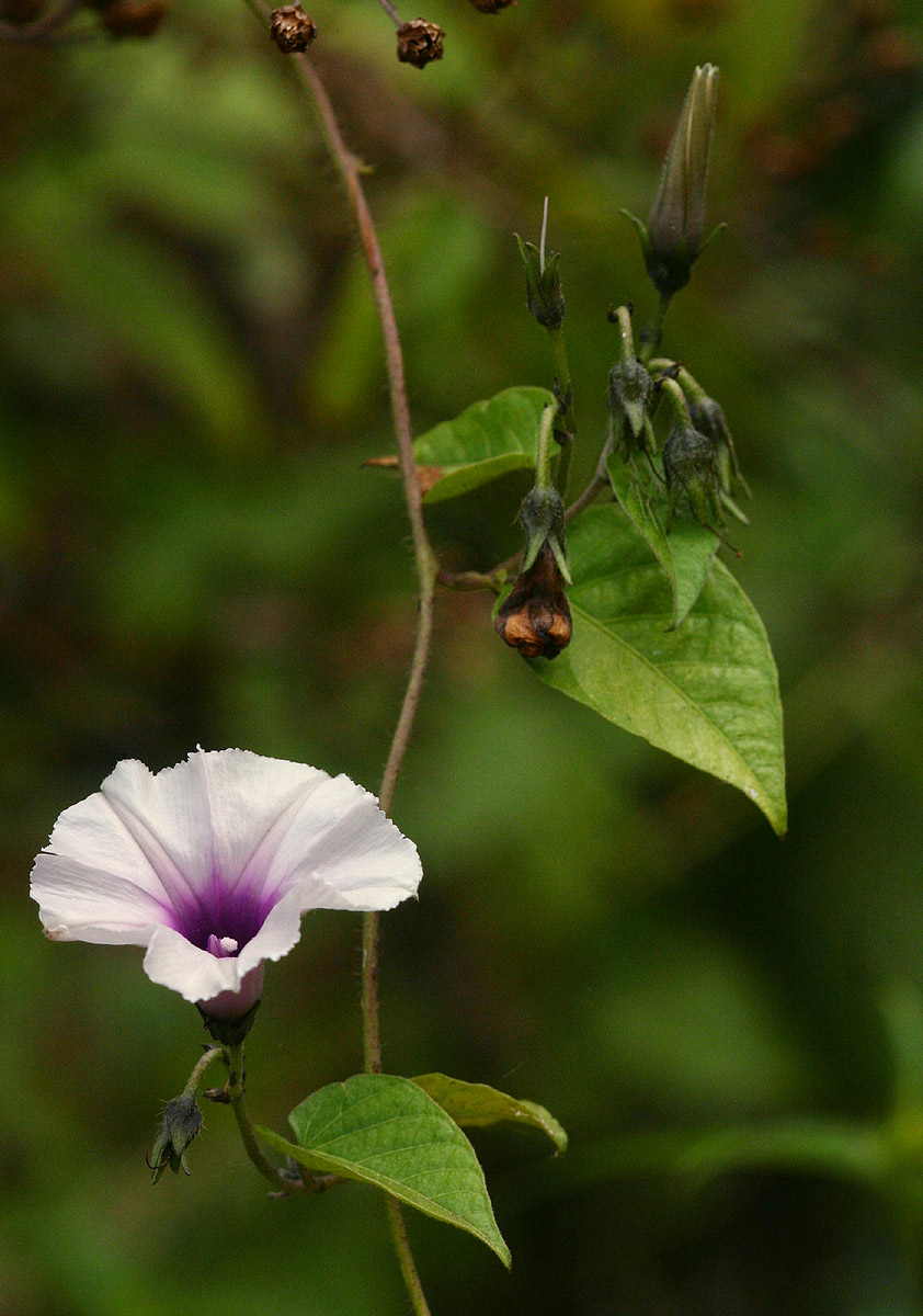Ipomoea tenuirostris subsp. tenuirostris Ipomoea tenuirostris subsp. tenuirostris