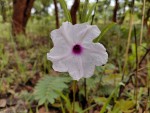Ipomoea welwitschii