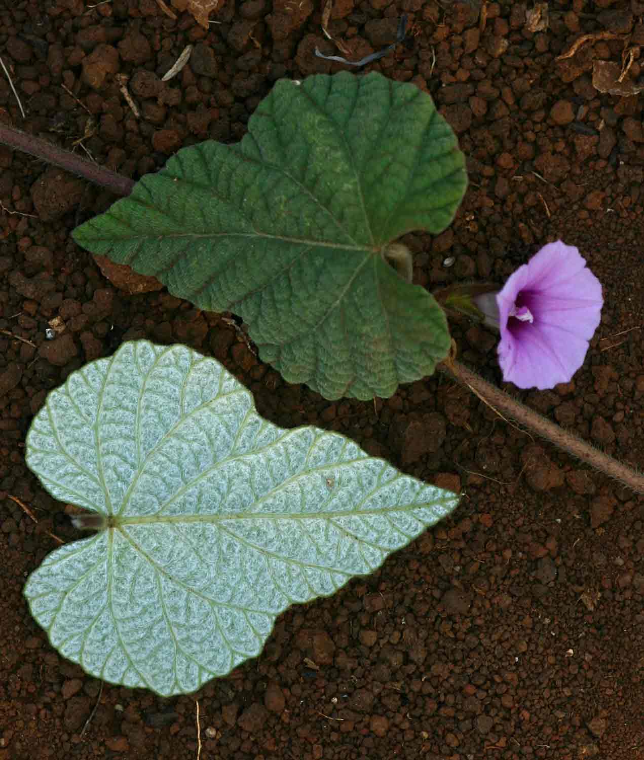 Ipomoea wightii var. wightii