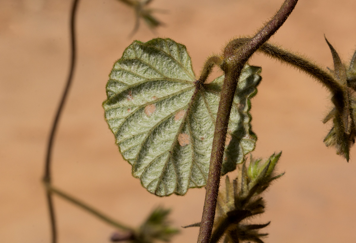 Ipomoea wightii var. wightii
