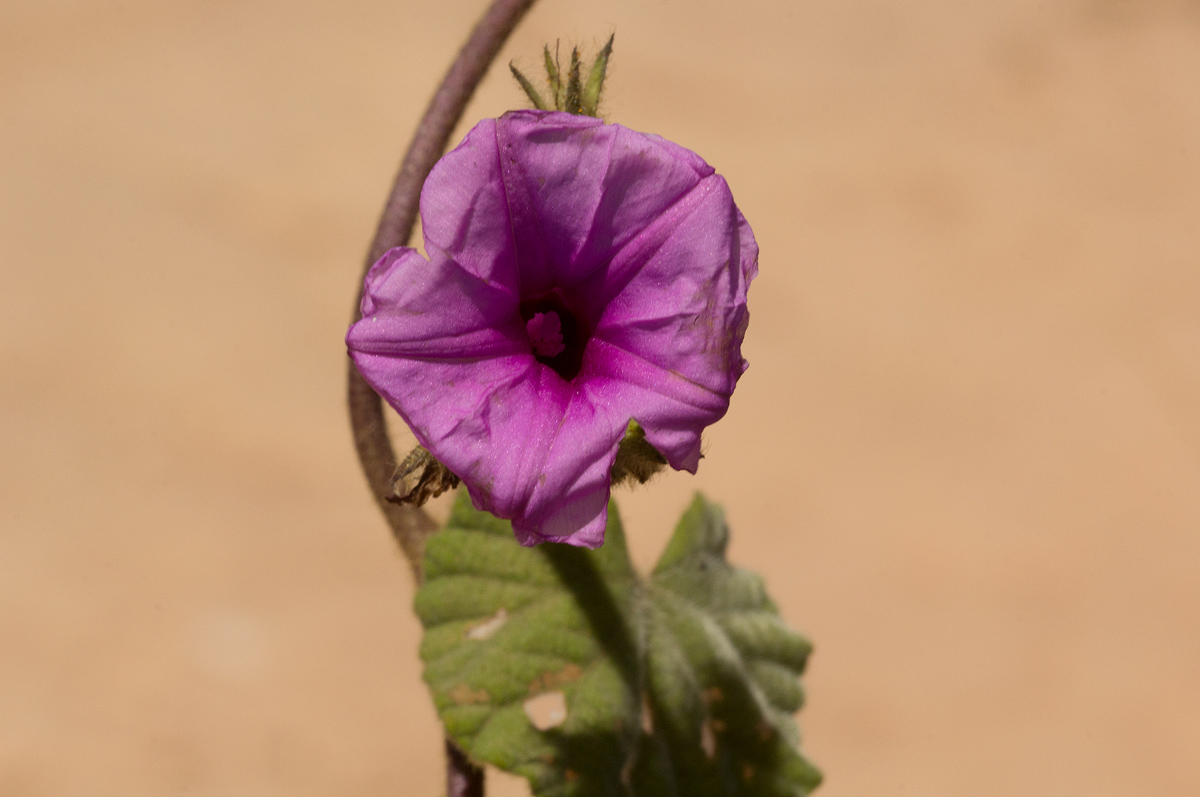 Ipomoea wightii var. wightii