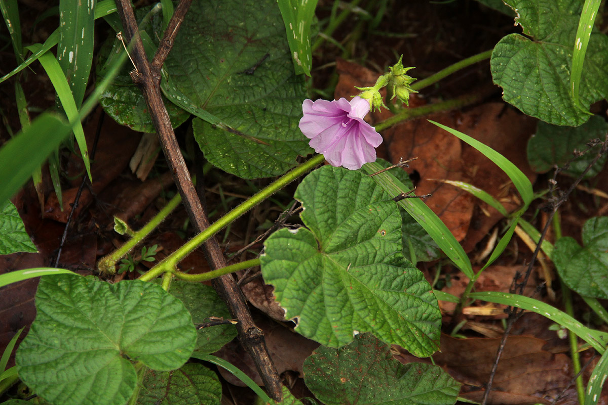 Ipomoea wightii var. wightii