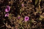 Ipomoea wightii var. wightii