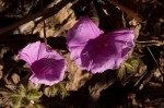 Ipomoea wightii var. wightii