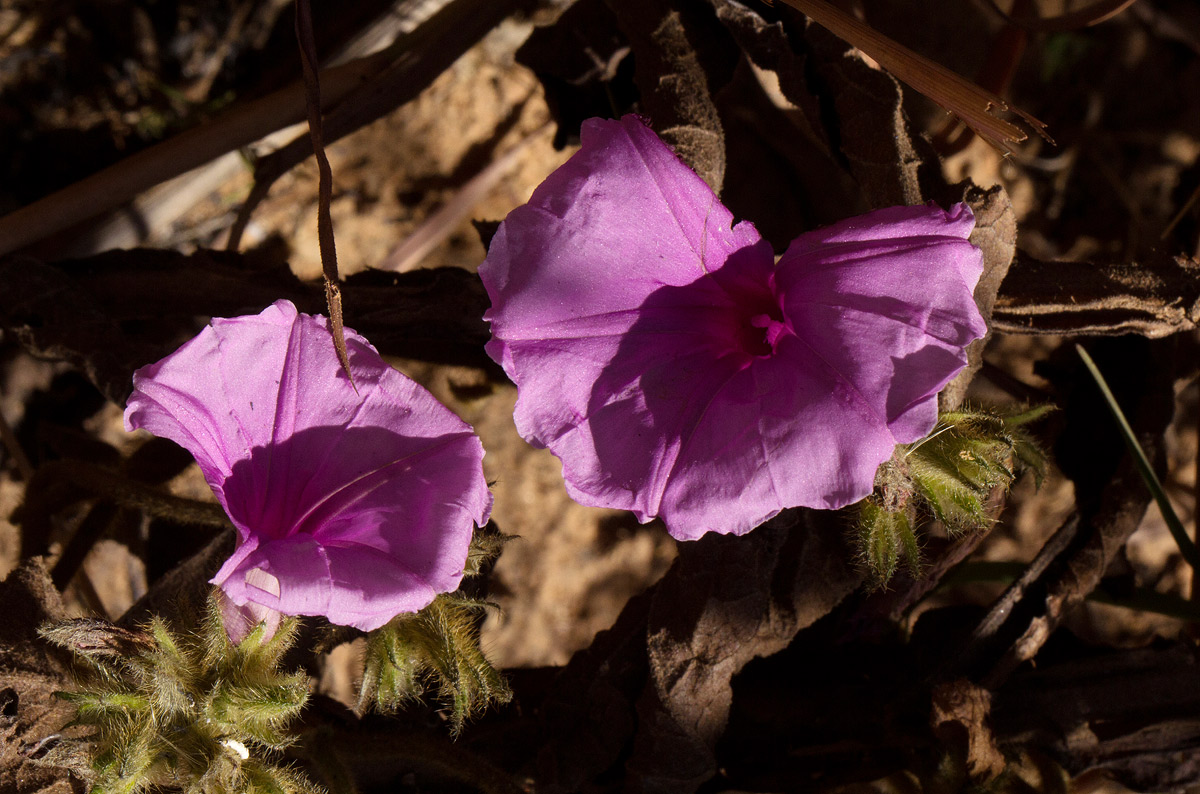 Ipomoea wightii var. wightii