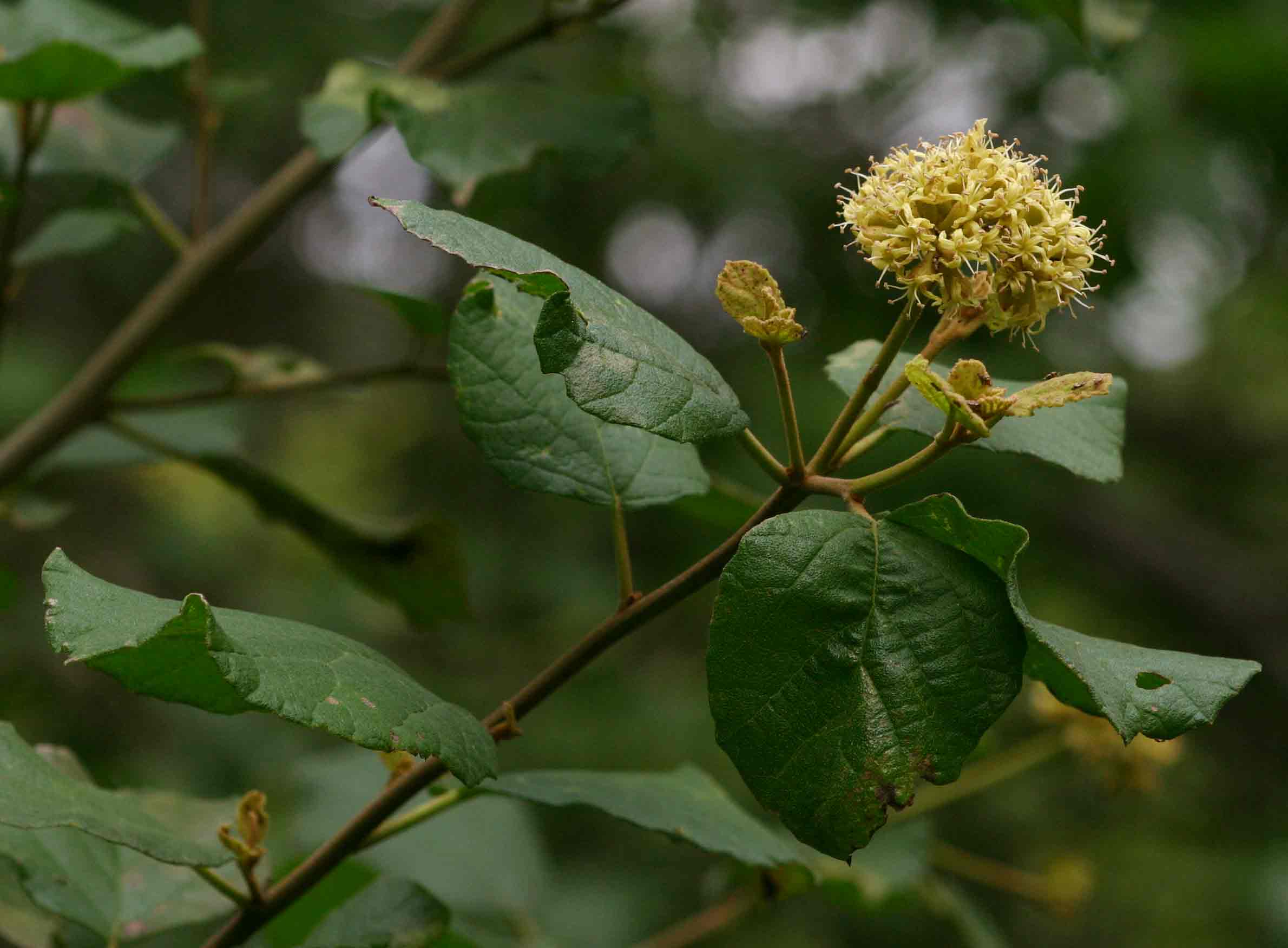 Cordia monoica