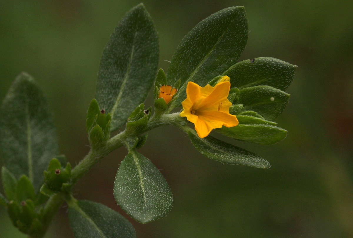 Euploca katangensis