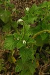 Heliotropium indicum