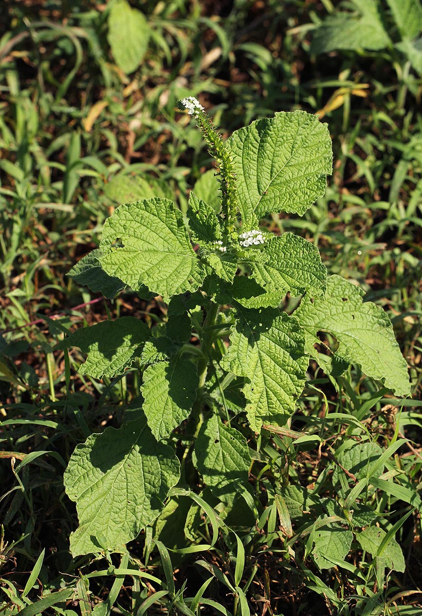 Heliotropium indicum