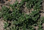 Euploca ovalifolia