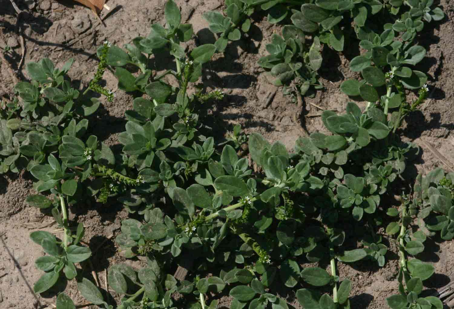 Euploca ovalifolia