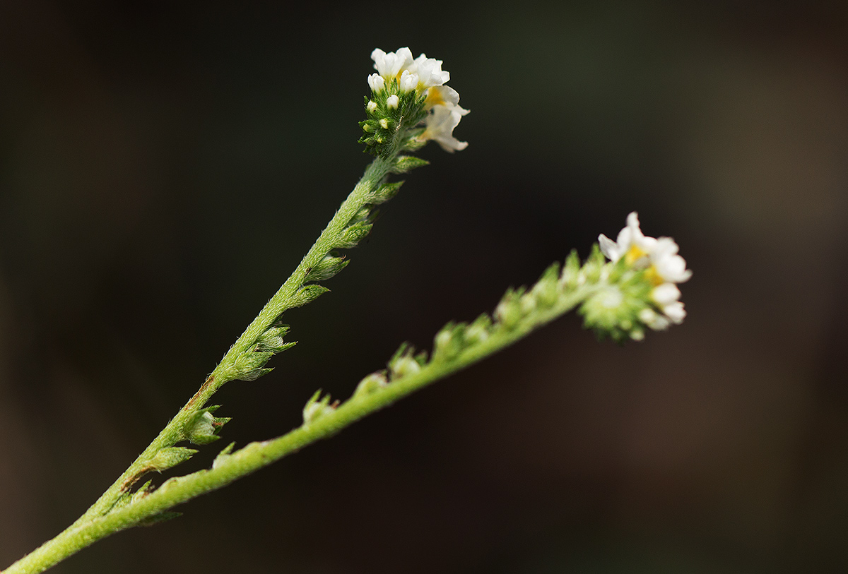 Euploca ovalifolia