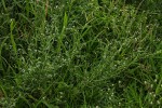 Euploca ovalifolia