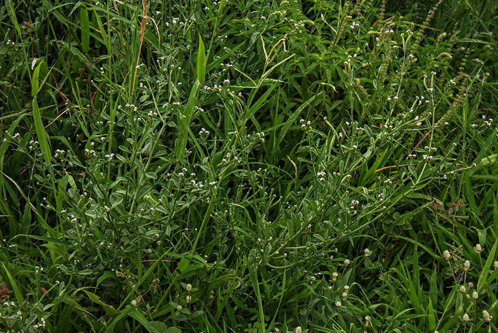 Euploca ovalifolia