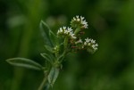 Euploca ovalifolia