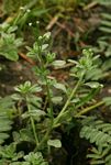 Euploca ovalifolia
