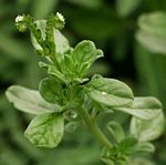 Euploca ovalifolia