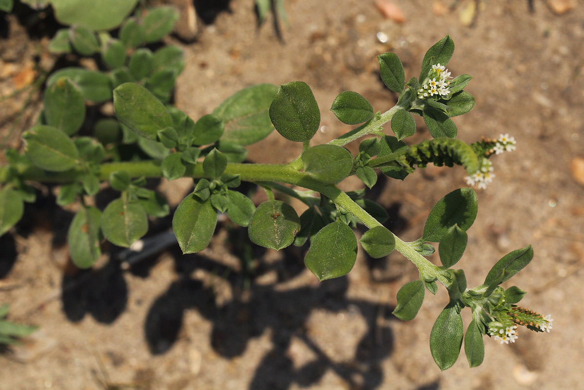 Euploca ovalifolia