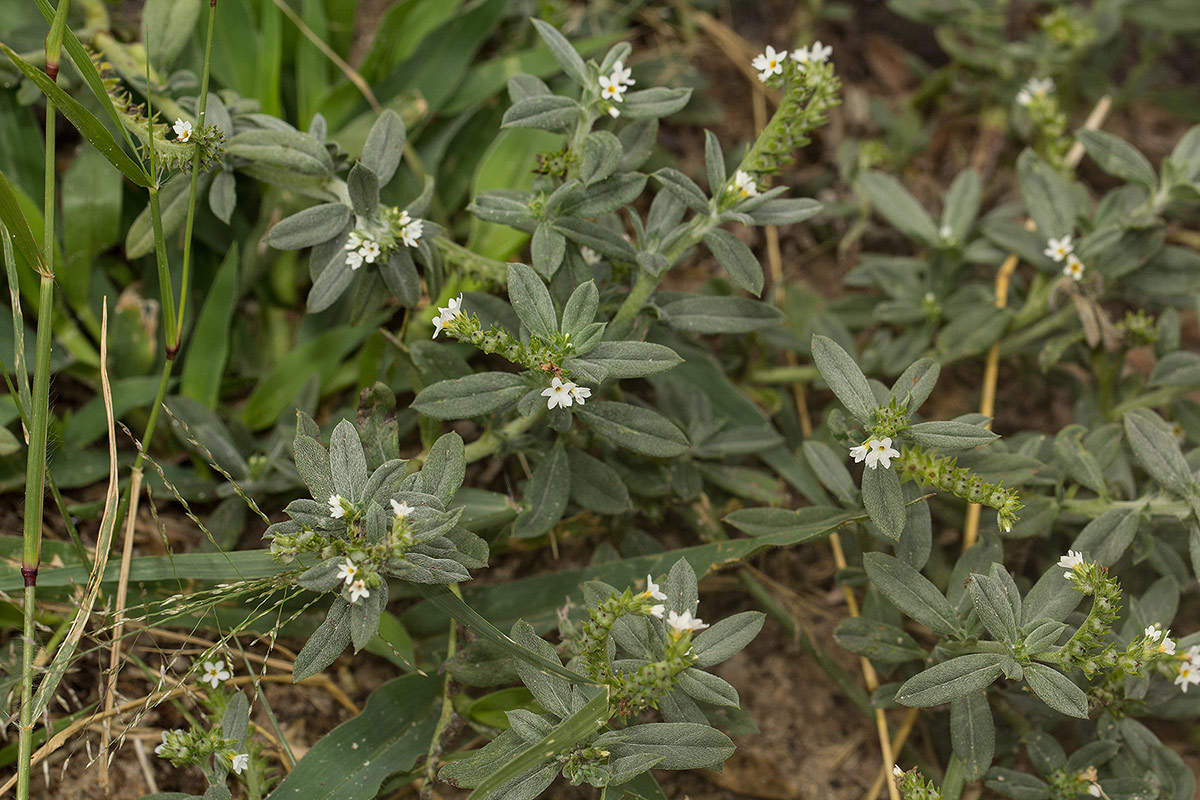 Euploca ovalifolia