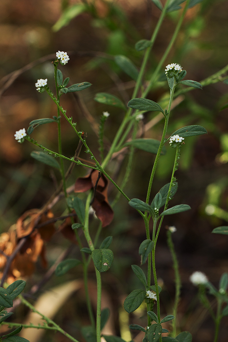 Euploca ovalifolia