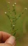 Euploca strigosa