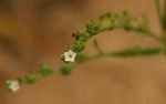 Euploca strigosa
