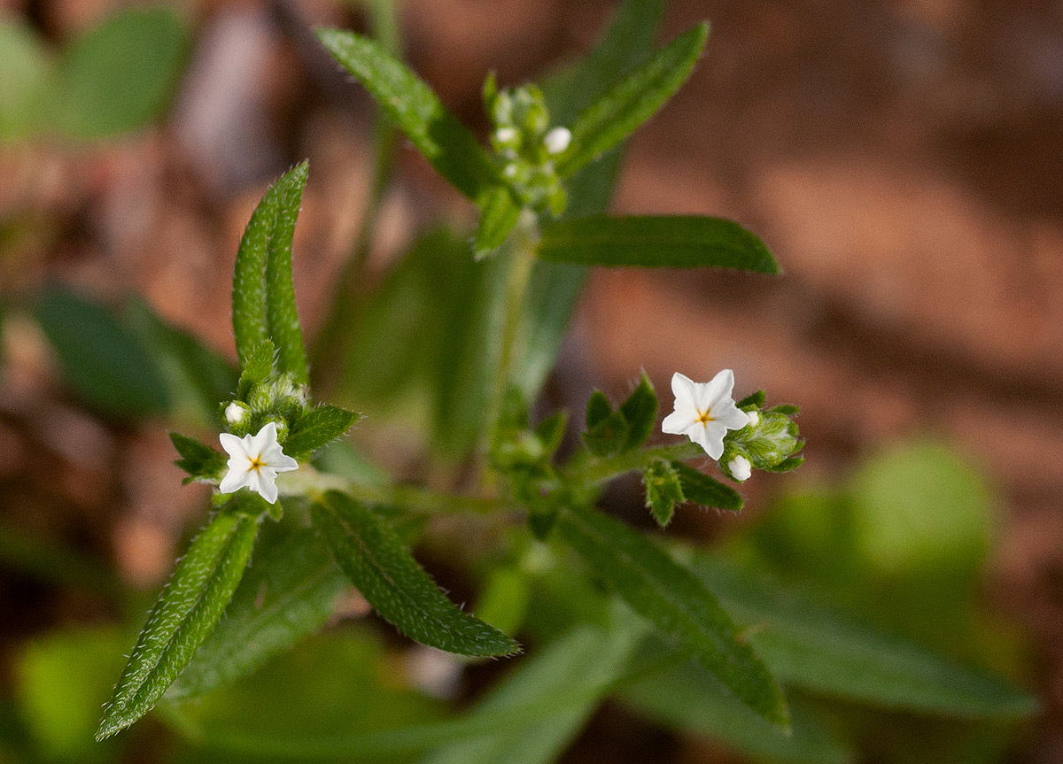 Euploca strigosa