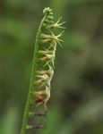 Heliotropium zeylanicum