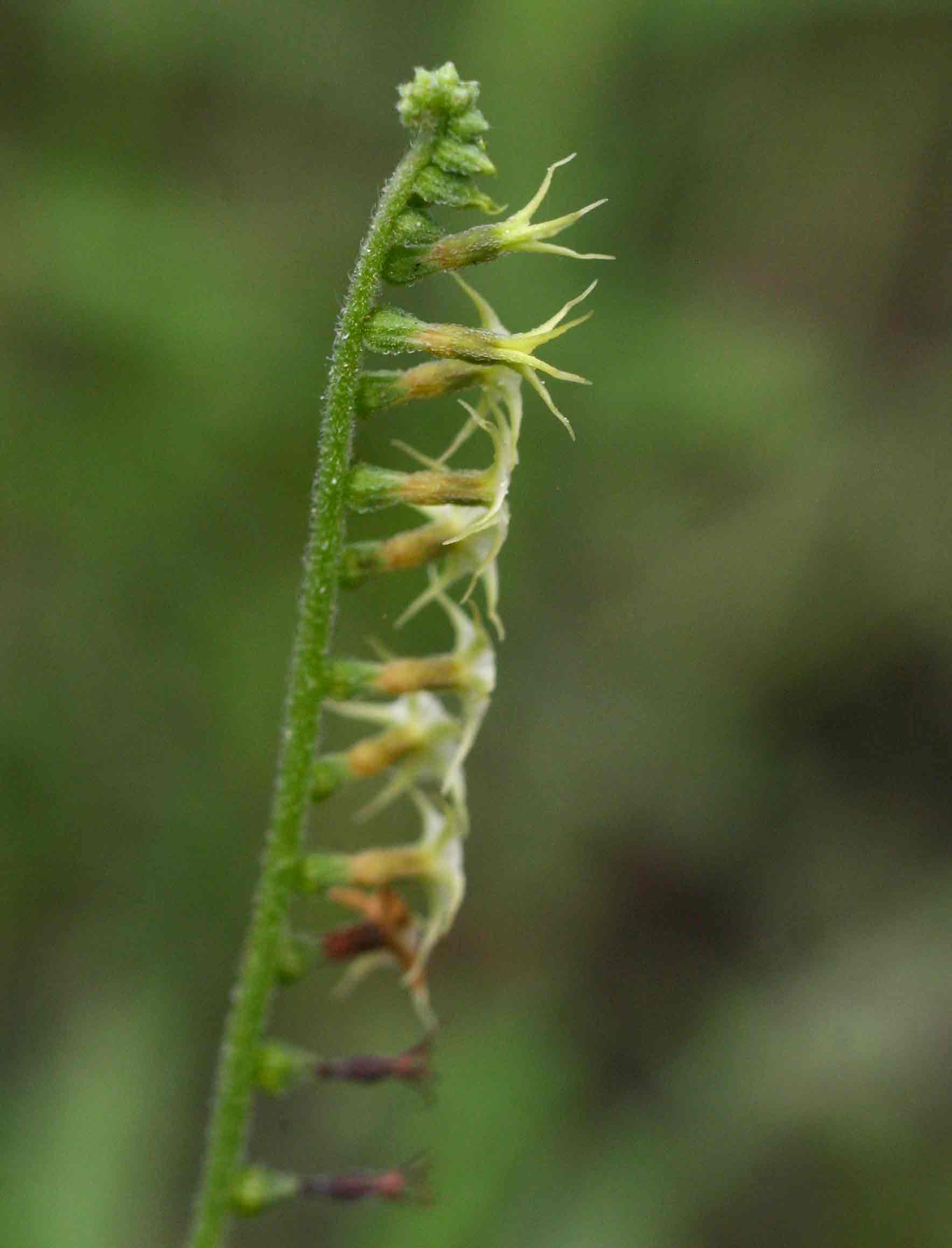Heliotropium zeylanicum