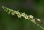 Heliotropium zeylanicum