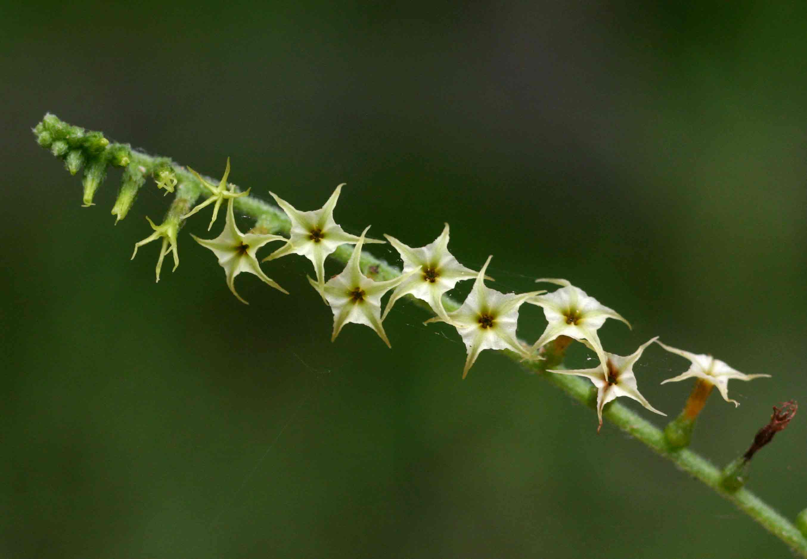 Heliotropium zeylanicum