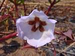 Trichodesma ambacense subsp. hockii