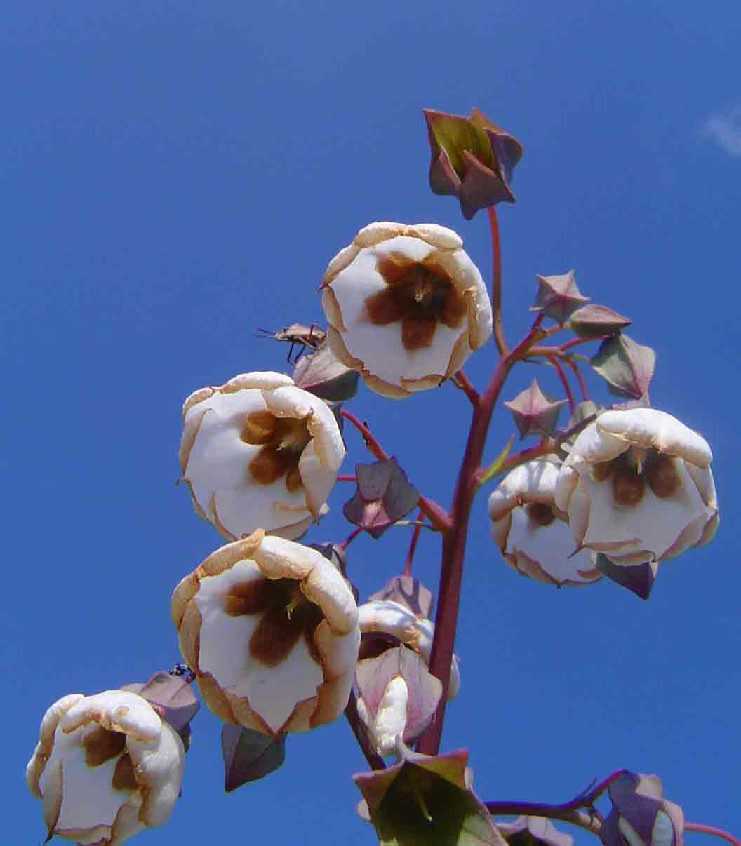 Trichodesma physaloides