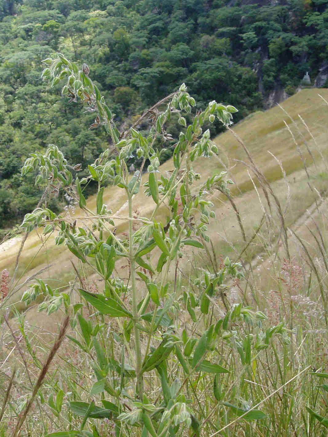 Trichodesma zeylanicum