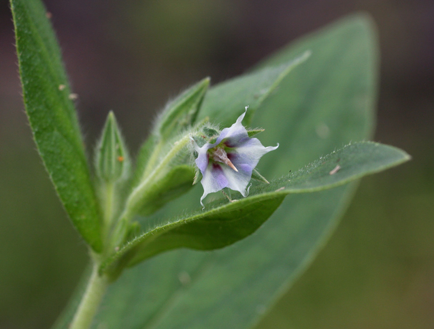 Trichodesma zeylanicum