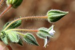 Trichodesma zeylanicum