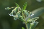 Trichodesma zeylanicum