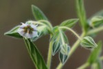 Trichodesma zeylanicum