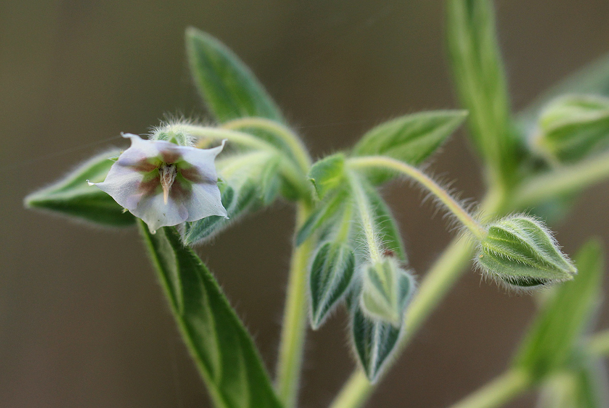 Trichodesma zeylanicum
