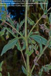 Trichodesma zeylanicum