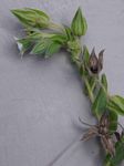 Trichodesma zeylanicum