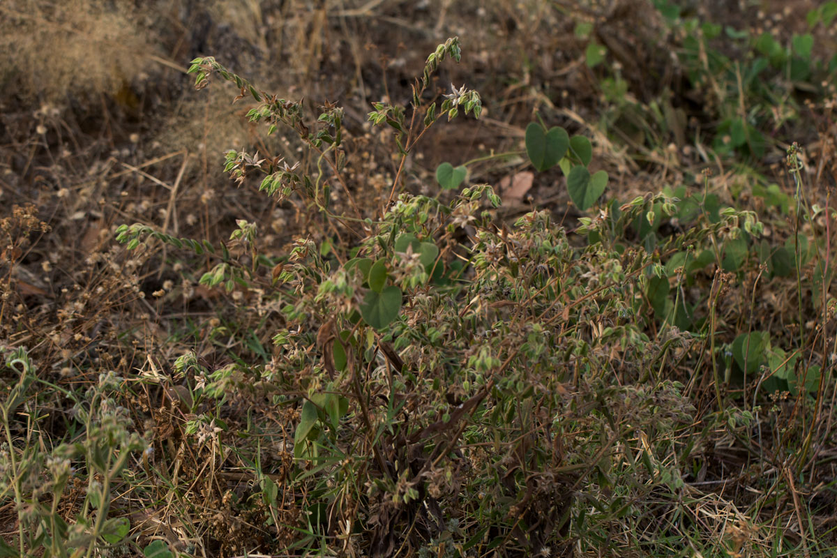 Trichodesma zeylanicum