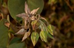 Trichodesma zeylanicum