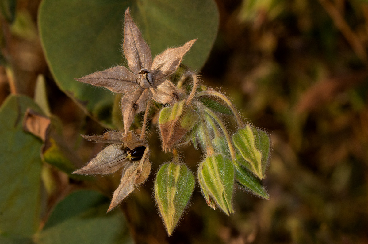 Trichodesma zeylanicum